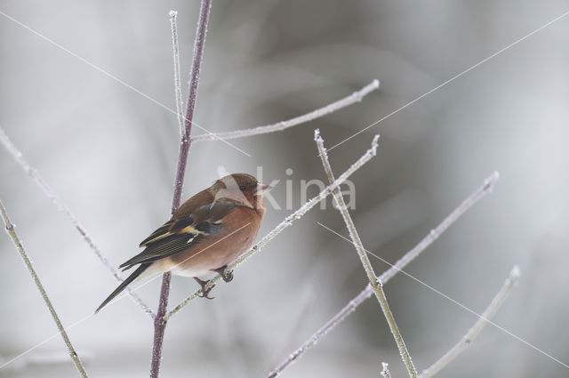 Vink (Fringilla coelebs)