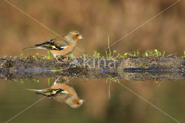 Vink (Fringilla coelebs)