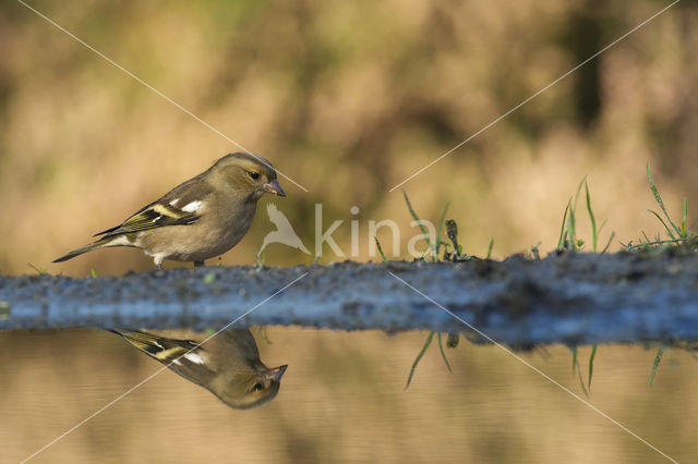 Vink (Fringilla coelebs)