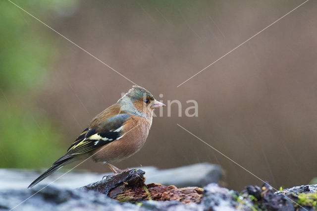 Chaffinch (Fringilla coelebs)