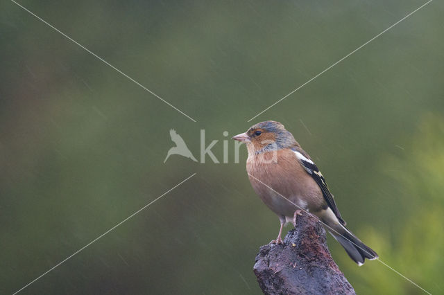 Vink (Fringilla coelebs)