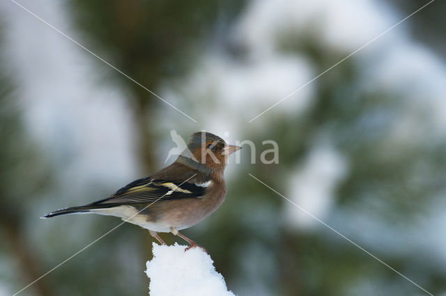 Vink (Fringilla coelebs)