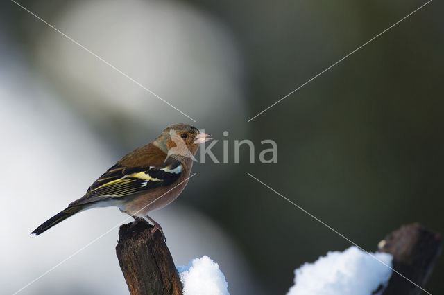 Vink (Fringilla coelebs)