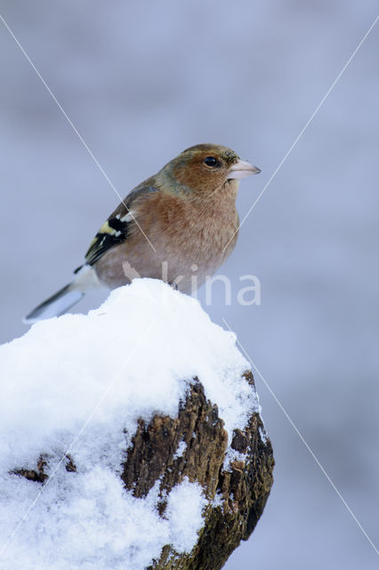 Vink (Fringilla coelebs)