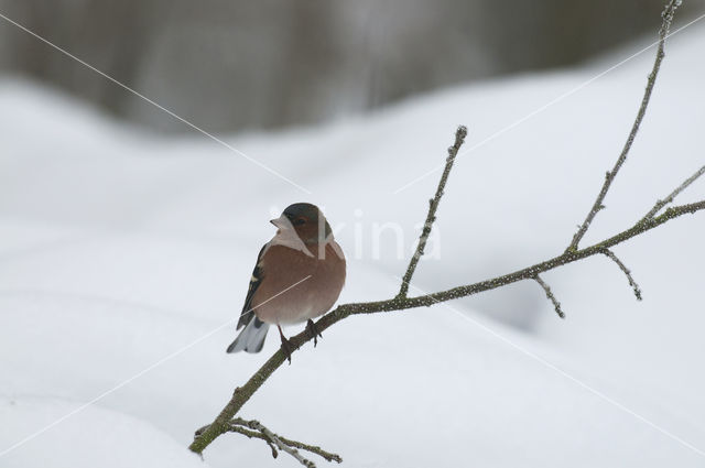 Vink (Fringilla coelebs)