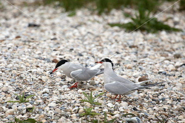 Common Tern (Sterna hirundo)