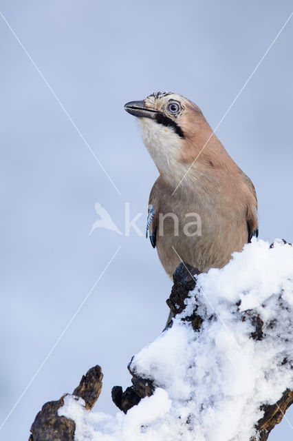 Vlaamse Gaai (Garrulus glandarius)