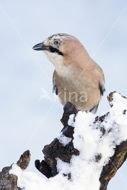 Eurasian Jay (Garrulus glandarius)