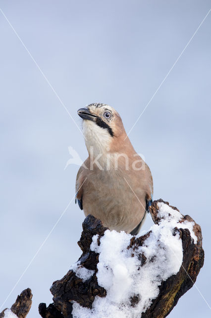 Eurasian Jay (Garrulus glandarius)