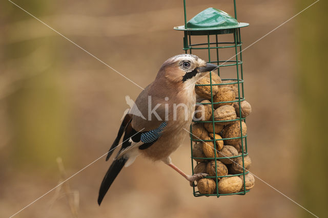 Eurasian Jay (Garrulus glandarius)