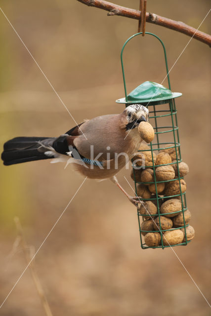 Eurasian Jay (Garrulus glandarius)