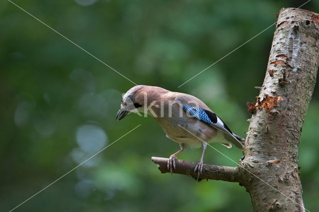 Vlaamse Gaai (Garrulus glandarius)