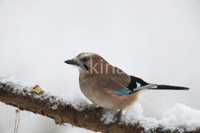 Vlaamse Gaai (Garrulus glandarius)