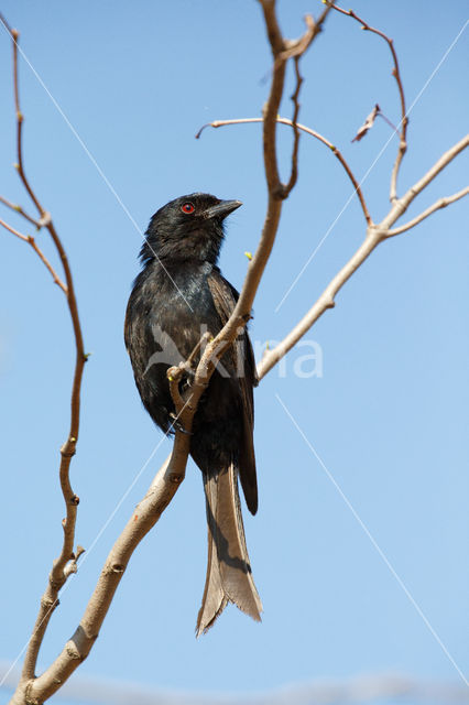 Vorkstaartdrongo (Dicrurus adsimilis)