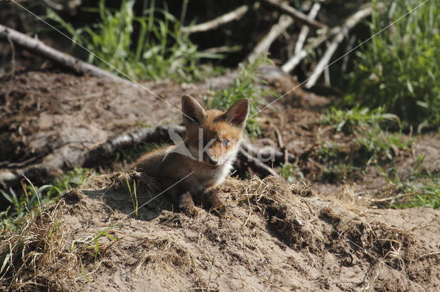 Fox (Vulpes vulpes)