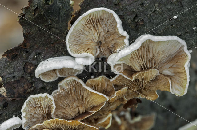 Common Porecrust (Schizophyllum commune)