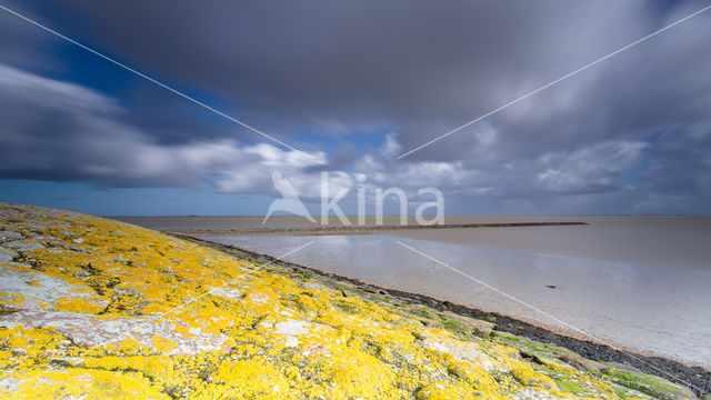 Waddensea