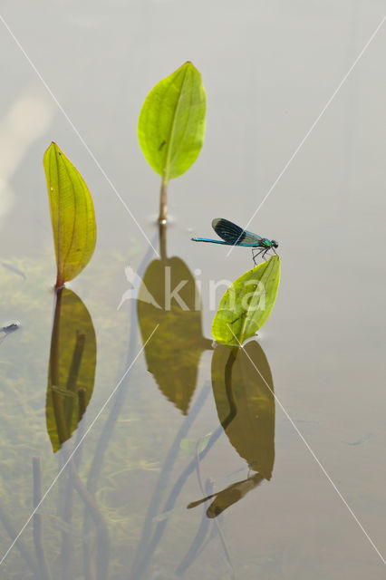 Weidebeekjuffer (Calopteryx splendens)