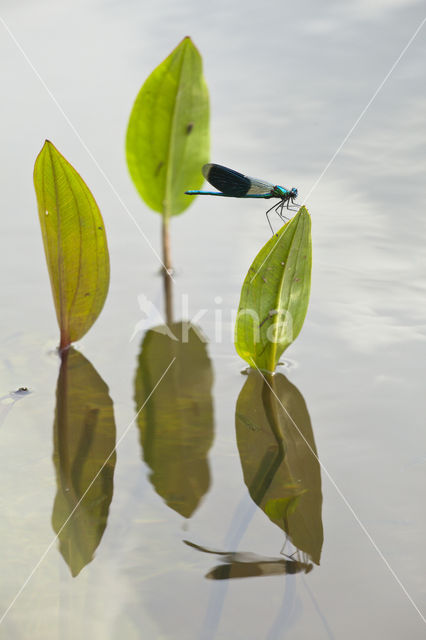 Weidebeekjuffer (Calopteryx splendens)