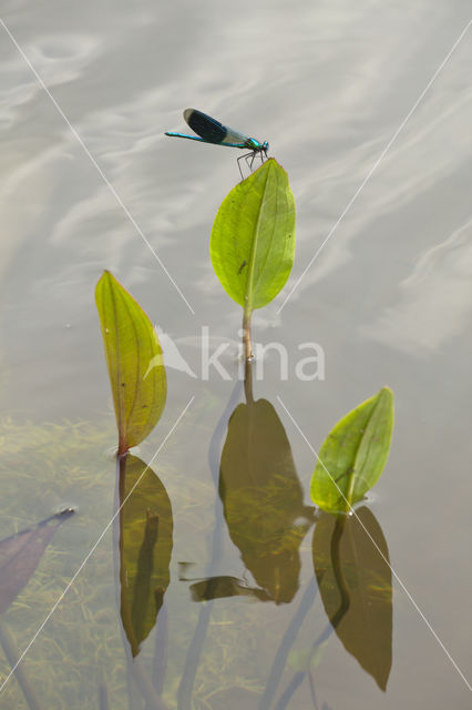 Banded Demoiselle (Calopteryx splendens)