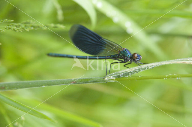 Weidebeekjuffer (Calopteryx splendens)