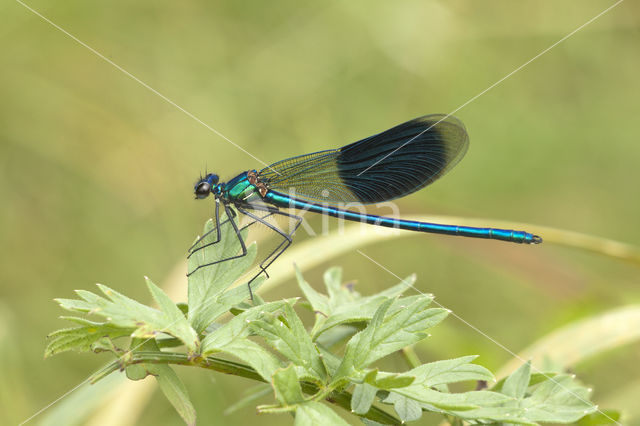 Banded Demoiselle (Calopteryx splendens)