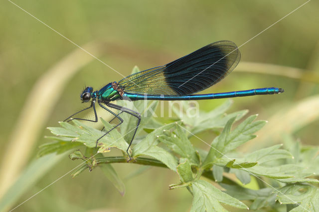 Weidebeekjuffer (Calopteryx splendens)