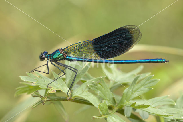 Banded Demoiselle (Calopteryx splendens)