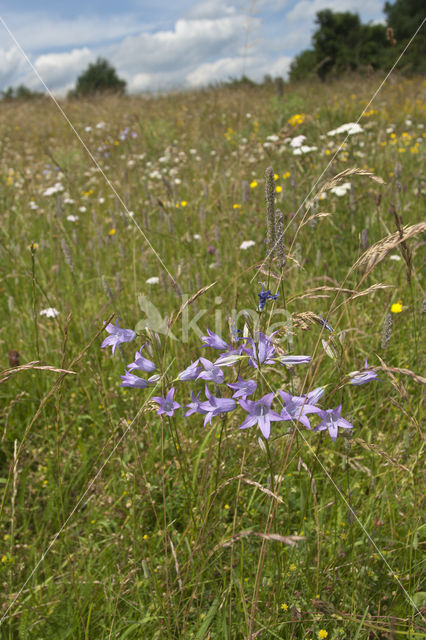Spreading Bellflower (Campanula patula)