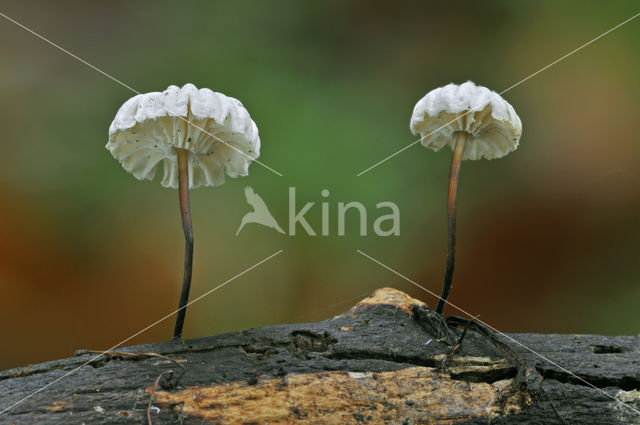 Collared parachute (Marasmius rotula)