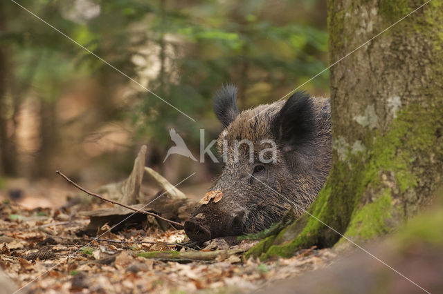 Wild Boar (Sus scrofa)