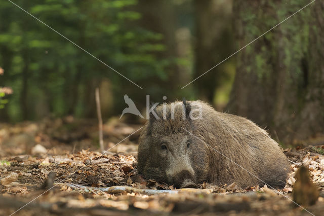 Wild zwijn