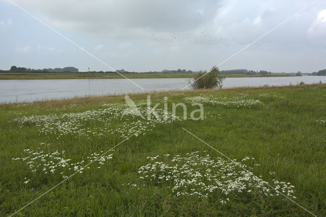 Sneezewort (Achillea ptarmica)