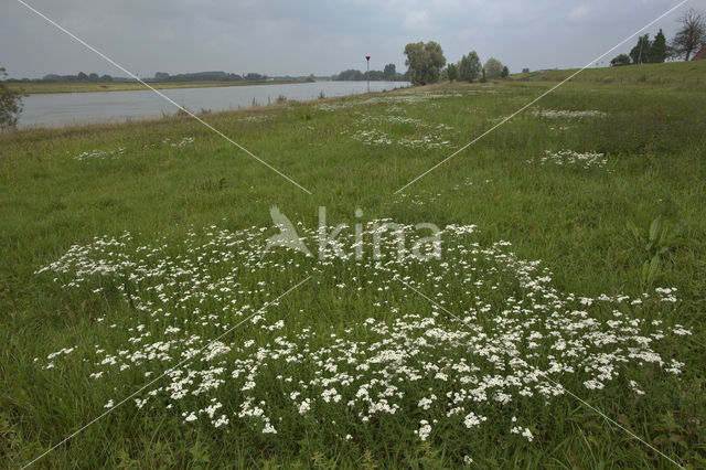 Sneezewort (Achillea ptarmica)