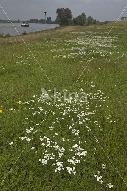 Sneezewort (Achillea ptarmica)
