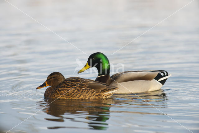 Mallard