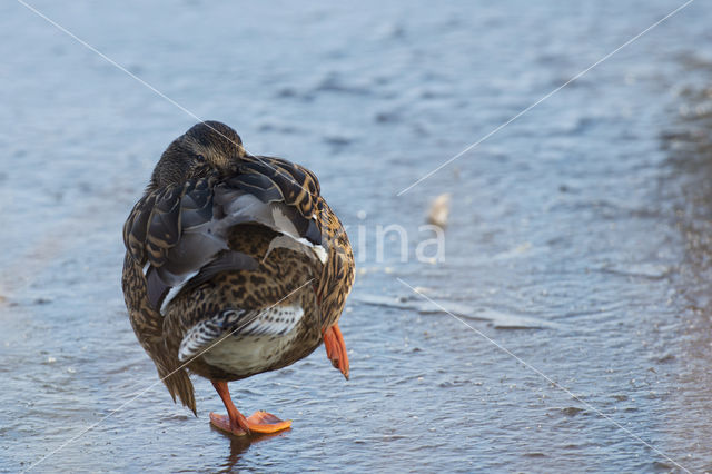 Mallard