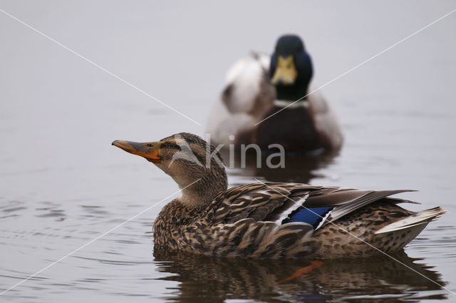 Wilde Eend (Anas platyrhynchos)