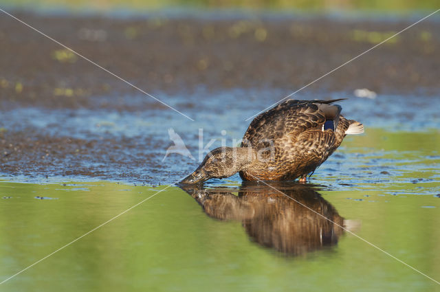 Wilde Eend (Anas platyrhynchos)