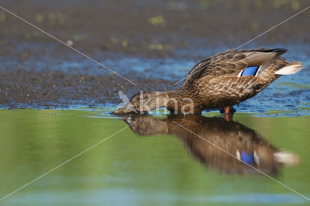 Wilde Eend (Anas platyrhynchos)