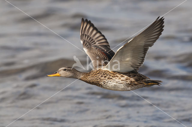 Wilde Eend (Anas platyrhynchos)