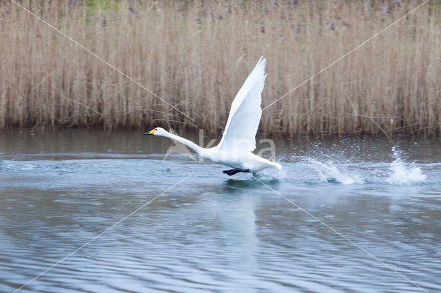Whooper Swan (Cygnus cygnus)