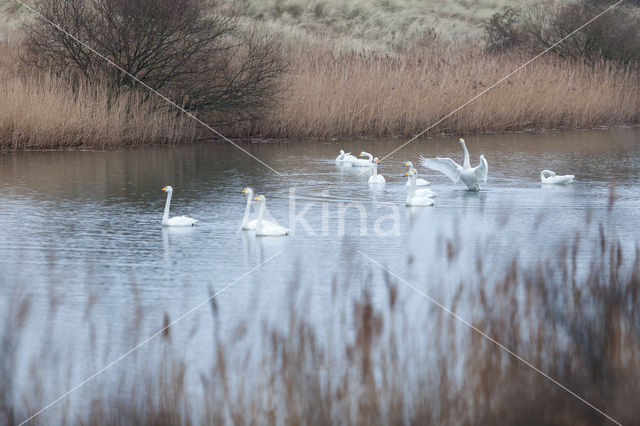 Whooper Swan (Cygnus cygnus)
