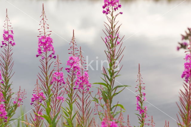 Wilgeroosje (Chamerion angustifolium)