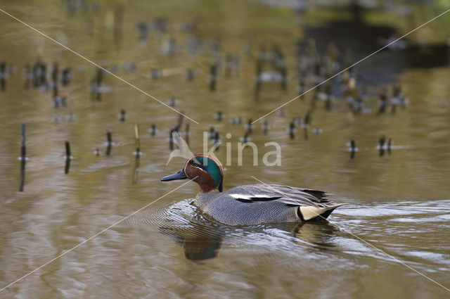 Wintertaling (Anas crecca)