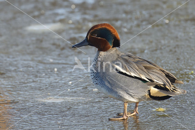 Wintertaling (Anas crecca)