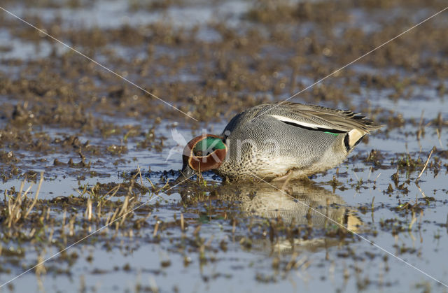 Green-winged Teal (Anas crecca)