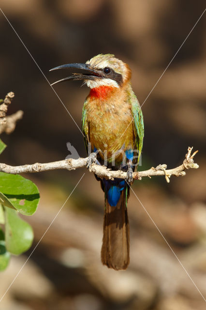 White-fronted Bee-eater (Merops bullockoides)