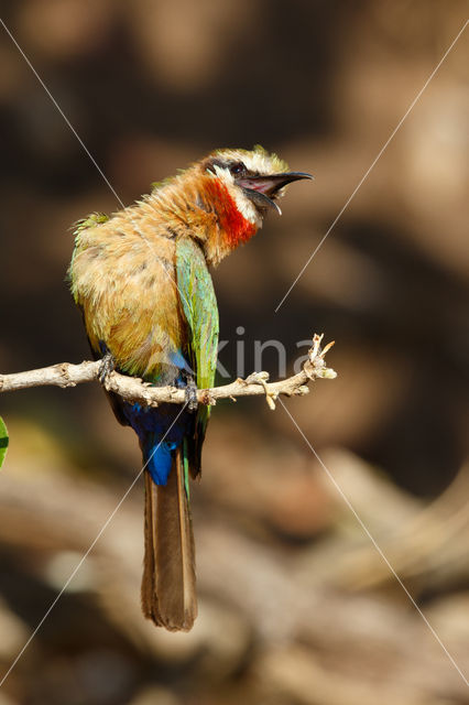 White-fronted Bee-eater (Merops bullockoides)