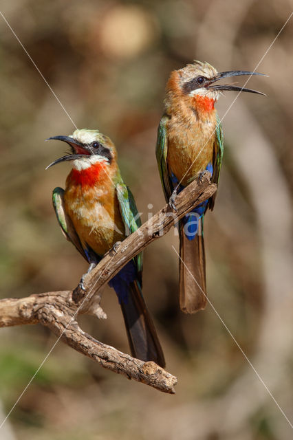 Witkapbijeneter (Merops bullockoides)